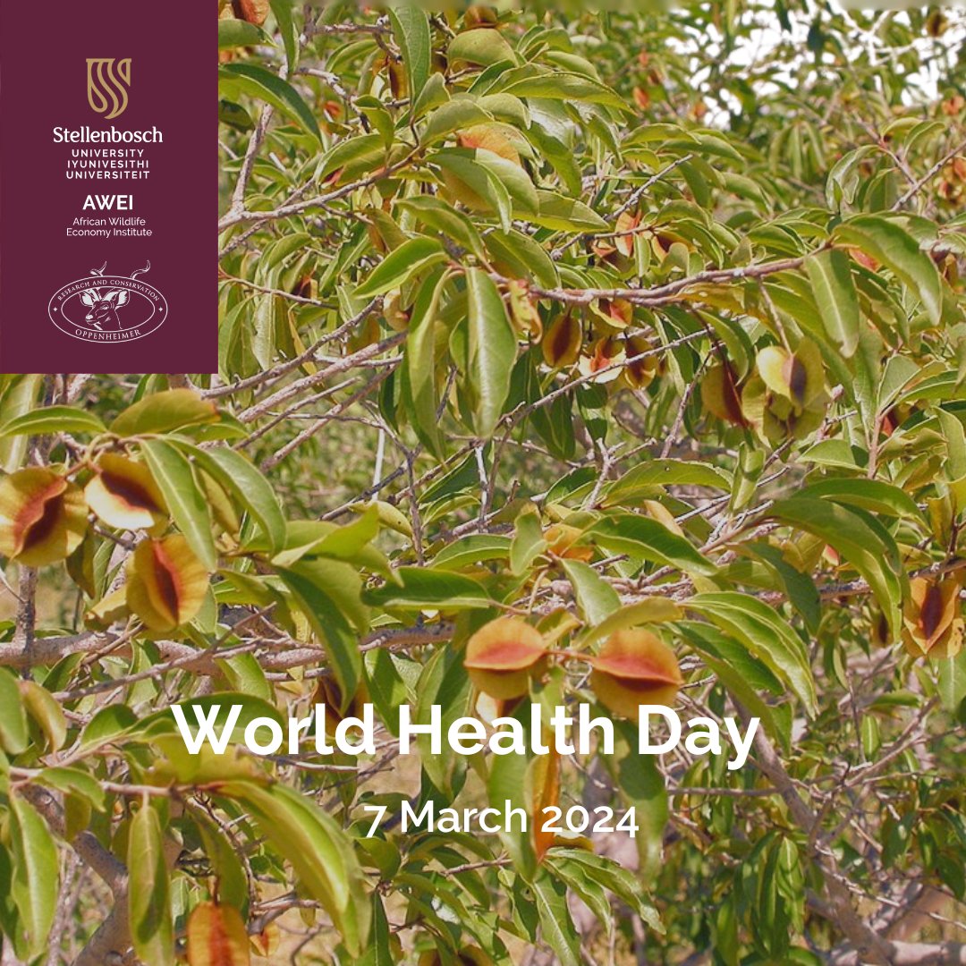 Discover how to capture the magic of this cure-ful combretum on World Health Day: www0.sun.ac.za/awei/posts/afr… #WorldHealthDay #medicinalplants #animalhealth #humanhealth #OppenheimerGenerationsResearch&Conservation #IndigenousKnowledge #LocalEconomy