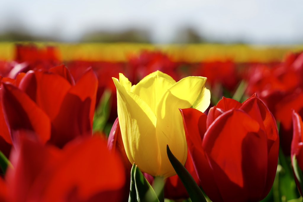 Patrick Braat ® tweet media