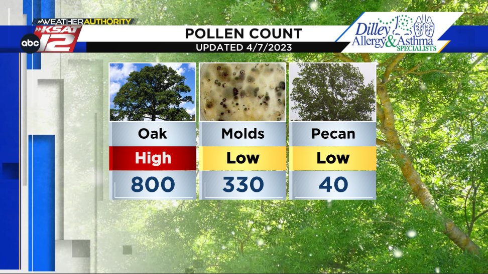 Sunday's Pollen Count (4/7/2024) All allergens have taken a tumble, but oak is still high at 800. #KSATweather