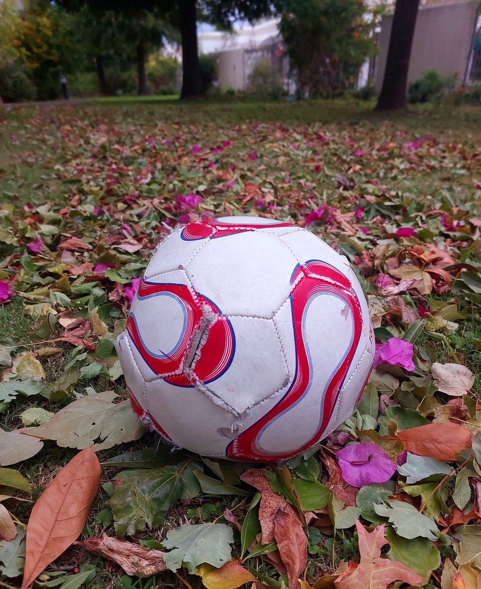 The storm delivered a random ball to the back garden. Along with lots of blown off branches and autumn leaves. 🍂 #Stellenbosch