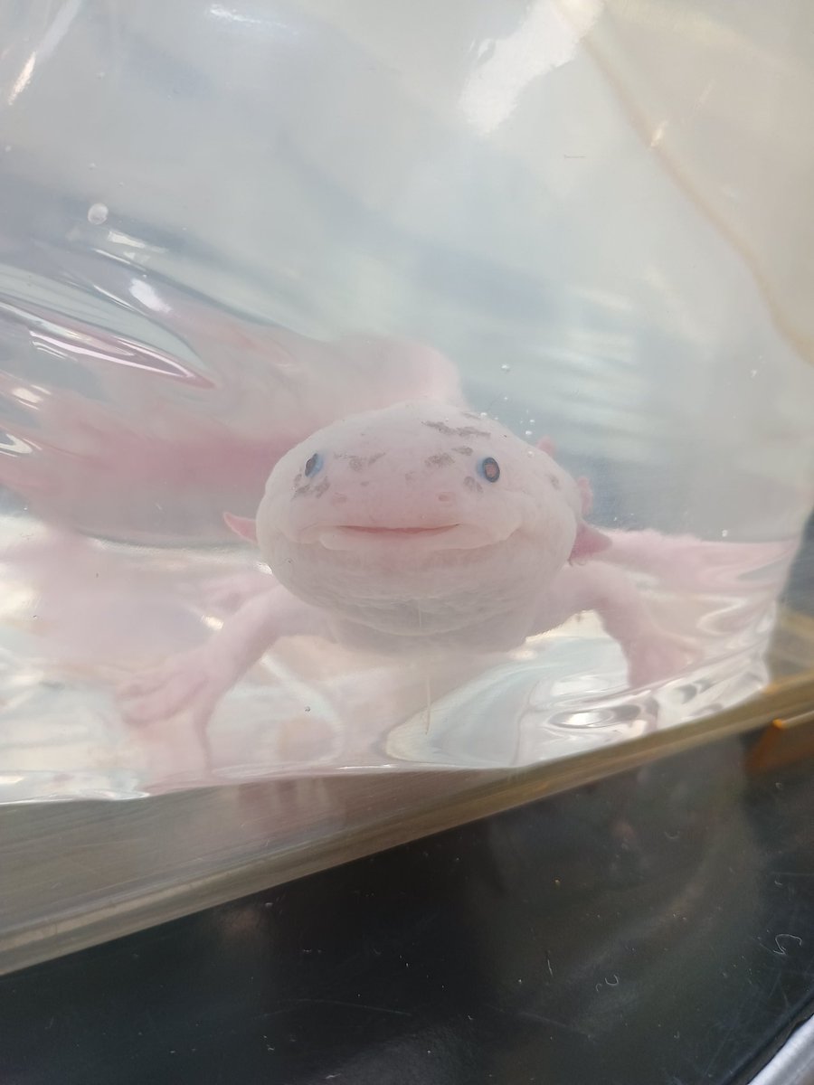 Sneaking a 'routine' axolotl work up into my Sunday out of hours emergency clinic 🤭
Littlefoot is having a few issues & came to see me for some X-rays and a Faecal test 🥰🥰
#Axolotl #AxolotlsOfTwitter #ExoticVet #ForLittlePets