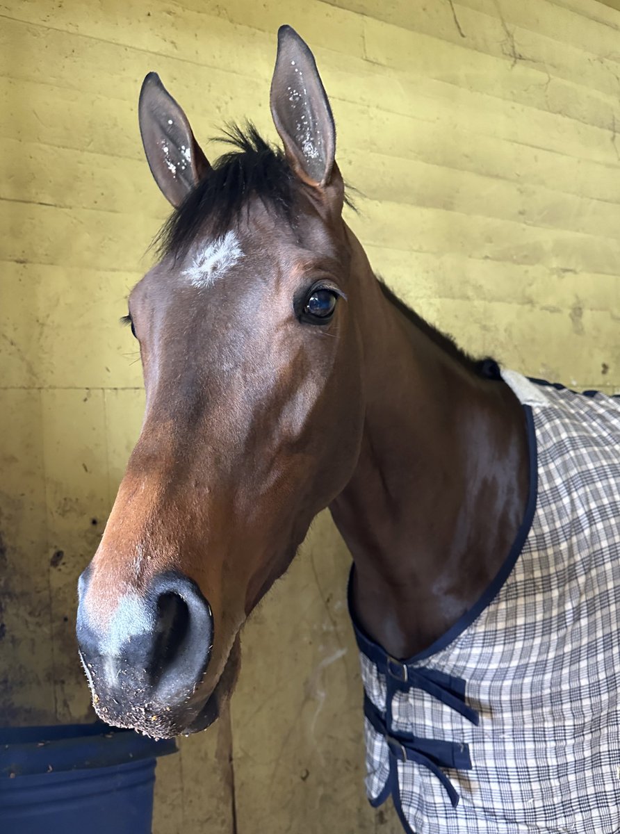 Breakfast time for G3 Gazelle third-place GIN GIN. The hard-trying daughter of Hightail has shown up with game efforts in three Kentucky Oaks preps this winter at the Big A and is 7th on the Oaks leaderboard, enough to guarantee her a spot in the 14-horse starting gate.