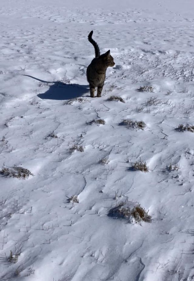 Our community kitties show up after hiding from snowstorms for few days. They don’t want to miss a meal today! Can you help with our #mission to spay/neuter #feral cats and stop the hard life facing the litters of unwanted #kittens? smalltowncats.org/donate