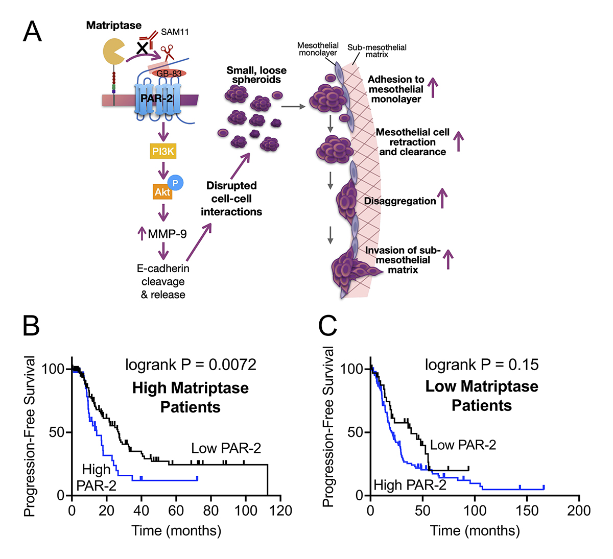 Pawar et al. show that overactive matriptase activates a PAR-2/PI3K/Akt/MMP9 signaling axis to enhance spheroid dissemination and #metastasis in #OvarianCancer. hubs.la/Q02ry_Mz0

From our #Cancer Cell Biology collection: hubs.la/Q02ry-K20  #AACR2024