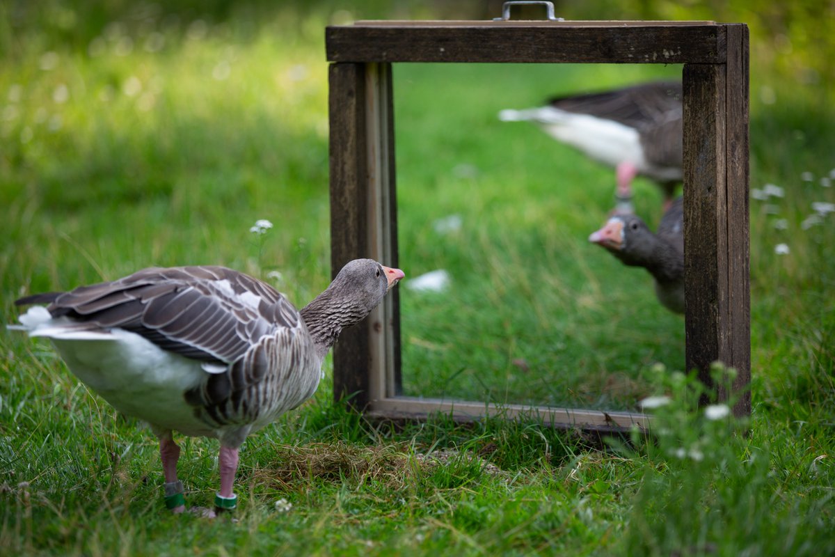 New paper: Aggressiveness predicts dominance rank in greylag geese - mirror tests and agonistic interactions royalsocietypublishing.org/doi/10.1098/rs… @BirdLabFlinders @fliesthenest @andrew_katsis @RSocPublishing @univienna