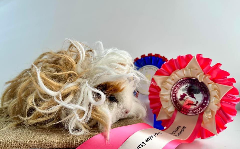 This weekend was a quick visit to the south west to show the guinea pigs! She is pleased her winnings! #GuineaPig #Lunkarya #Shesawinnerbaby