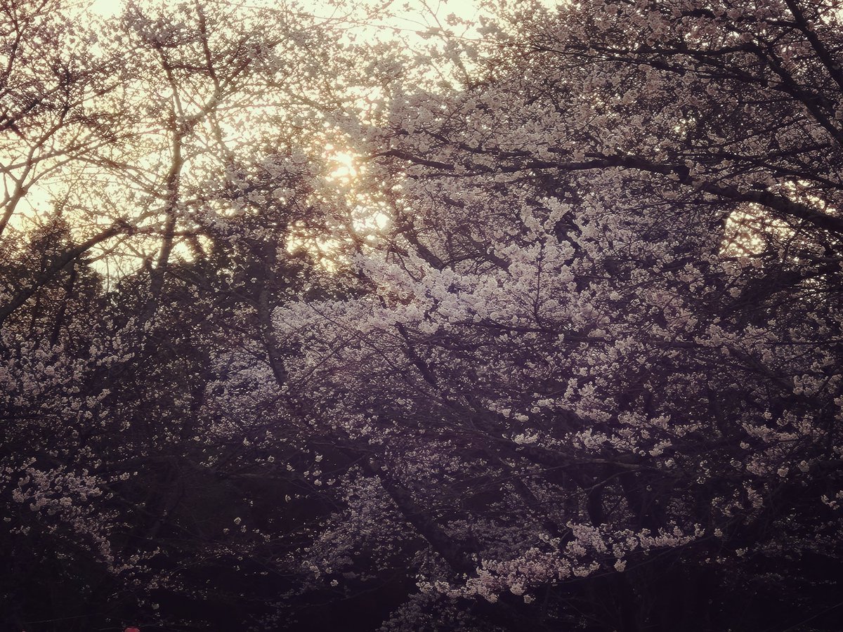 春になりましたね(^^)
桜🌸も満開バリバリ♪
カメラ📷xperia10v
一眼レフ欲しい✨