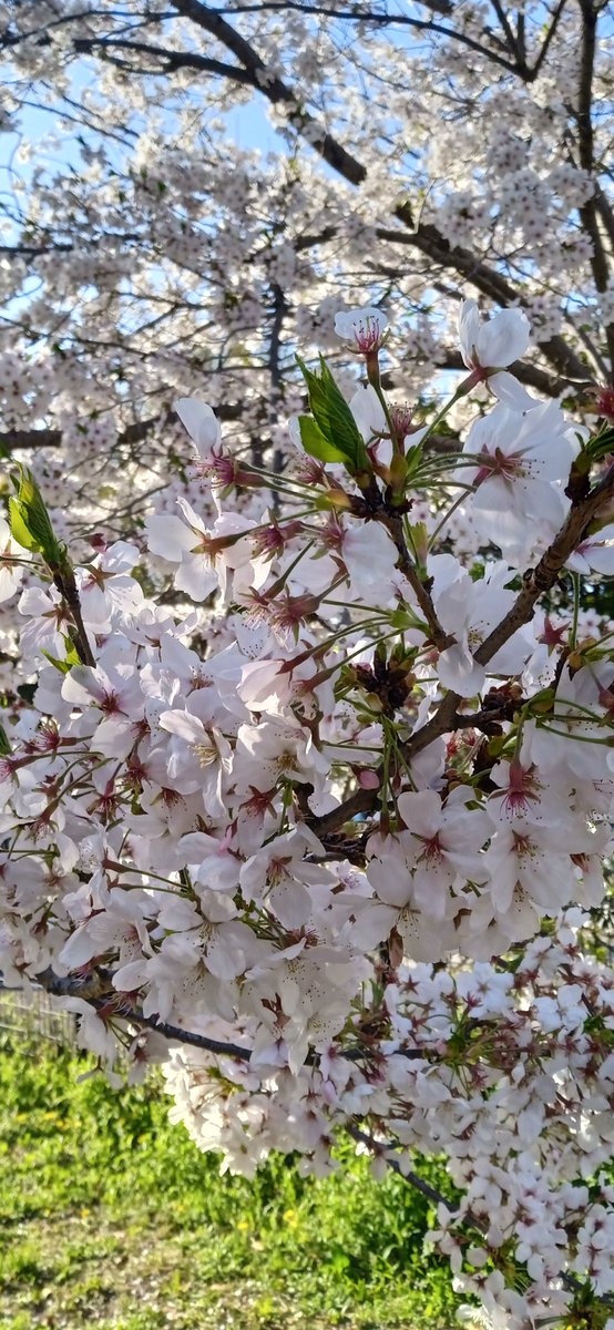 Adorian_kun's tweet photo. Últim dia de vacances:

Sakura i gent que estimo.

❤️ https://t.co/VFkFEOsgJS