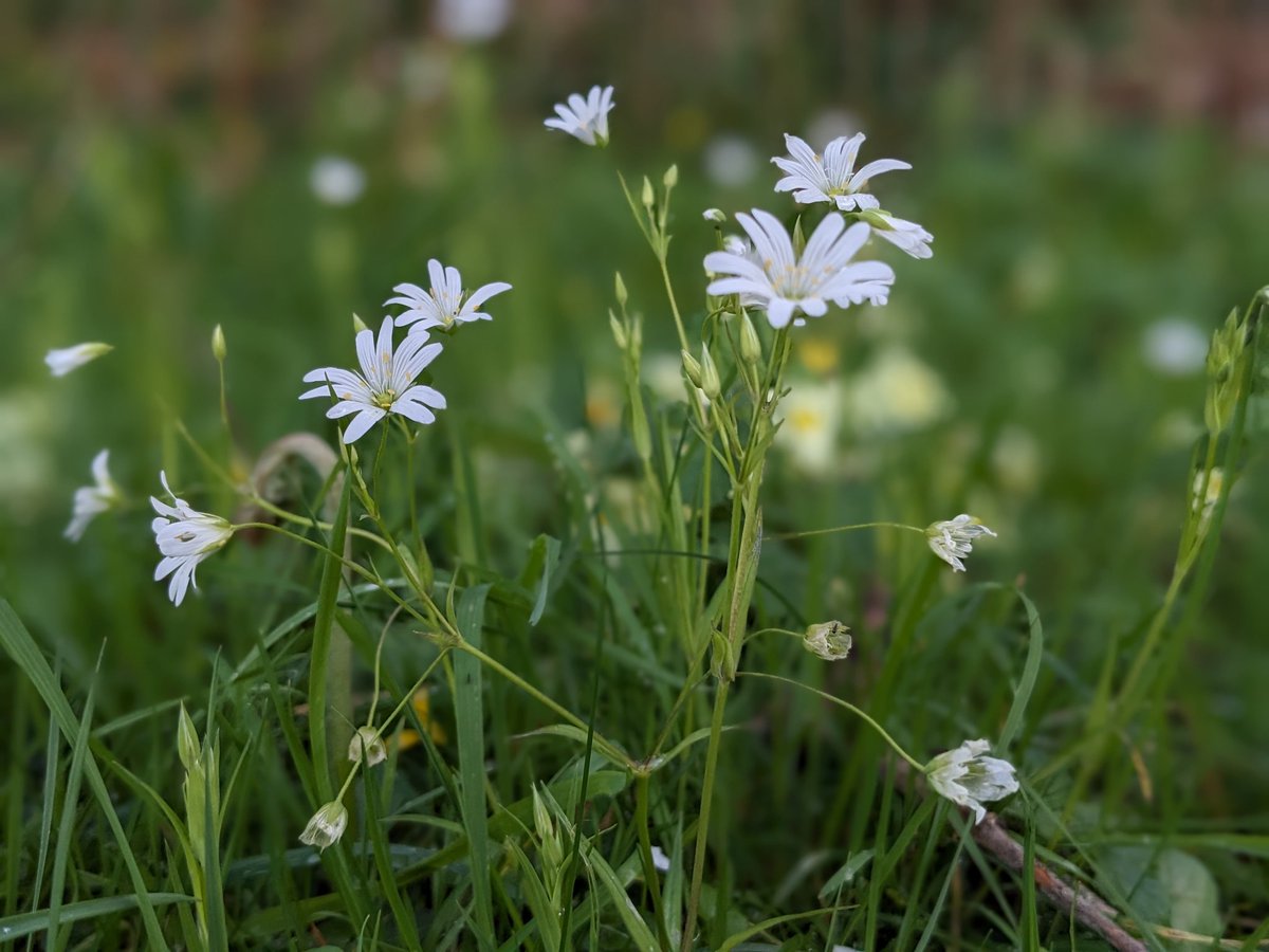 Rabelera Holostea, Greater Stitchwort, Faerie friend; pretty swathes of star white flowers skirting the land; bright between Primroses, Nettles and other wildflowers; tread softly, when walking on sacred ground. #greaterstitchwort #wildflowers #fairy #faerie #nature #folklore