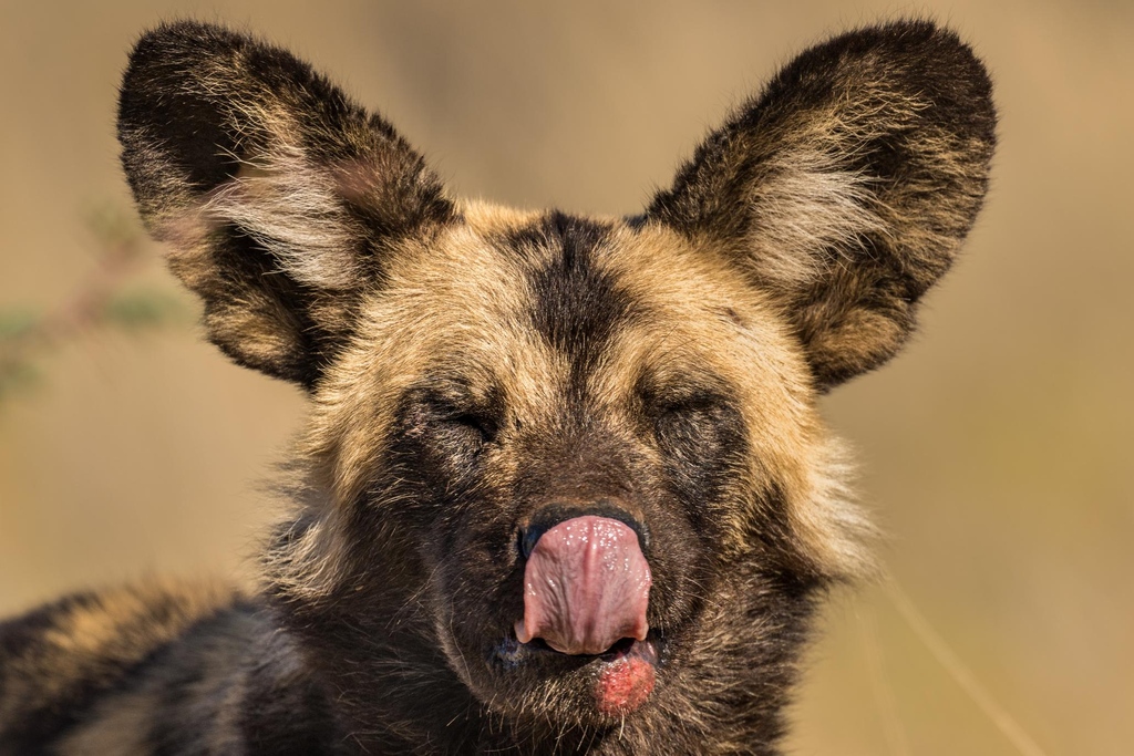 Wild dog sightings have been epic! The pack of 15 wild dogs descended on the waterhole right in front of the #Motse - a real 'armchair safari' moment of the very best kind. #Tswalu #WildDogs #Nature #WildlifePhotography #Safari