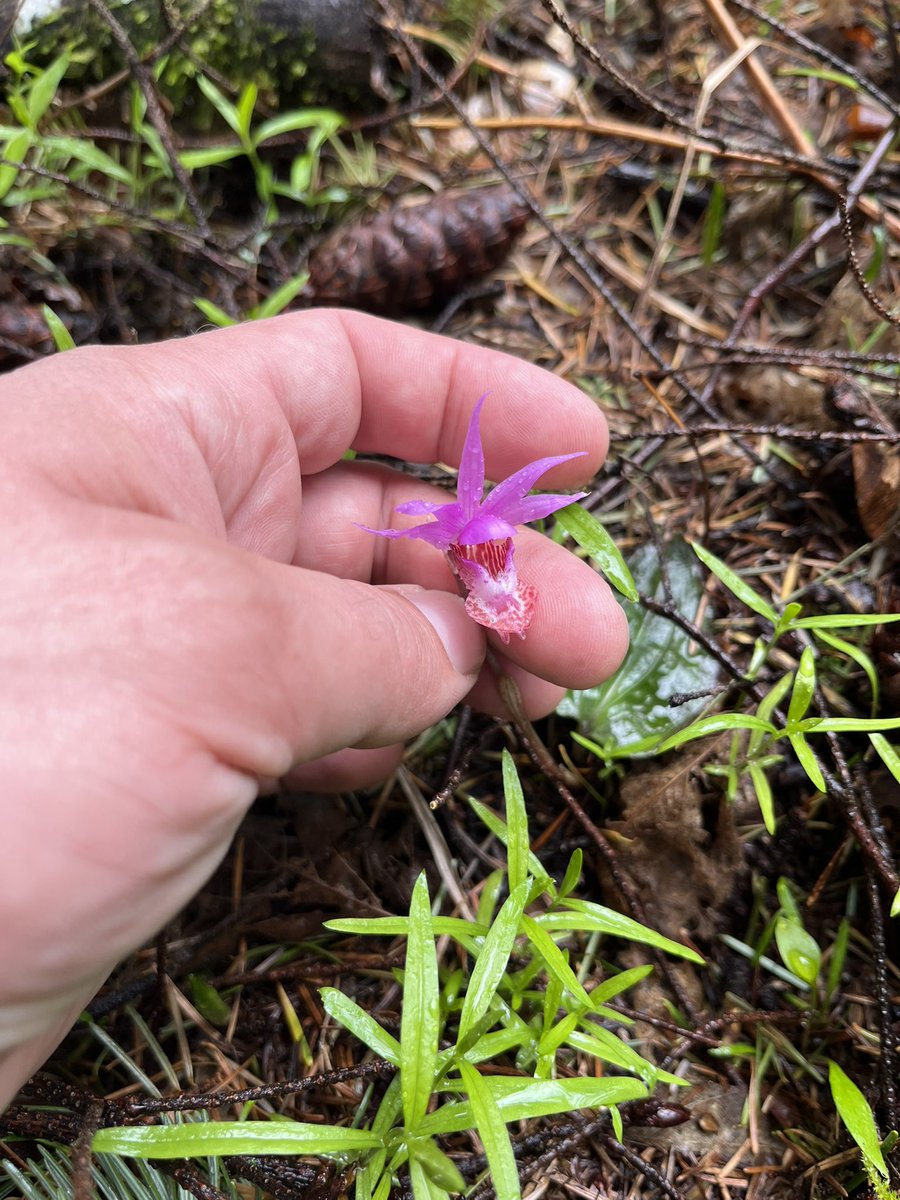 The absurdly delicate Fairy Slipper (or “Calypso Orchid” for you Classics kids), native to the temperate rainforest of our little corner of the world. Magical, and @emilyannepastor knows just where and when they’ll be each year.
