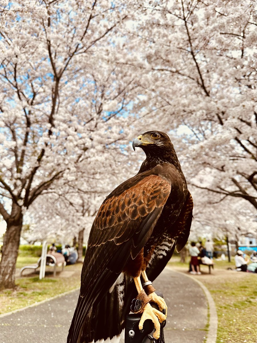 shinsan33's tweet photo. 今年は桜満開の日曜日休みとか最高すぎる https://t.co/zrb3tZ4ITi