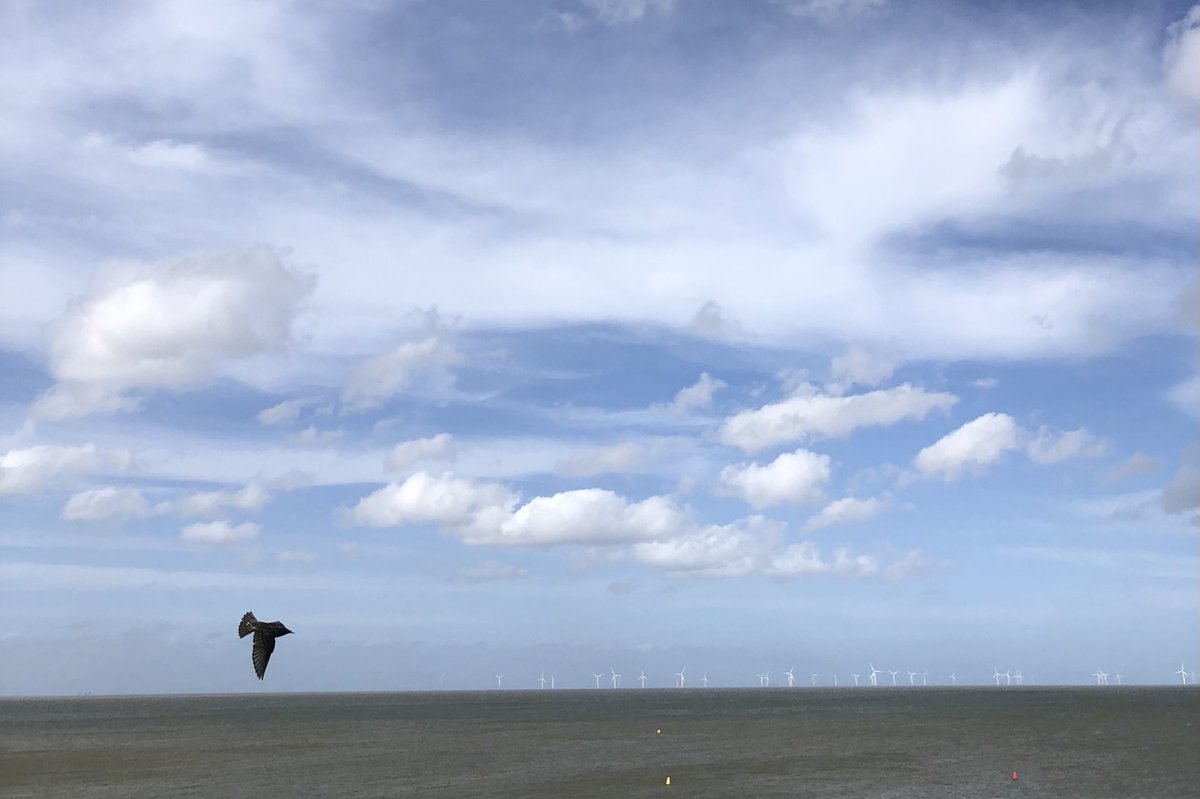 Windy but bright and warm on the slopes at #Tankerton #Whitstable #Kent - offshore wind turbines working well today!