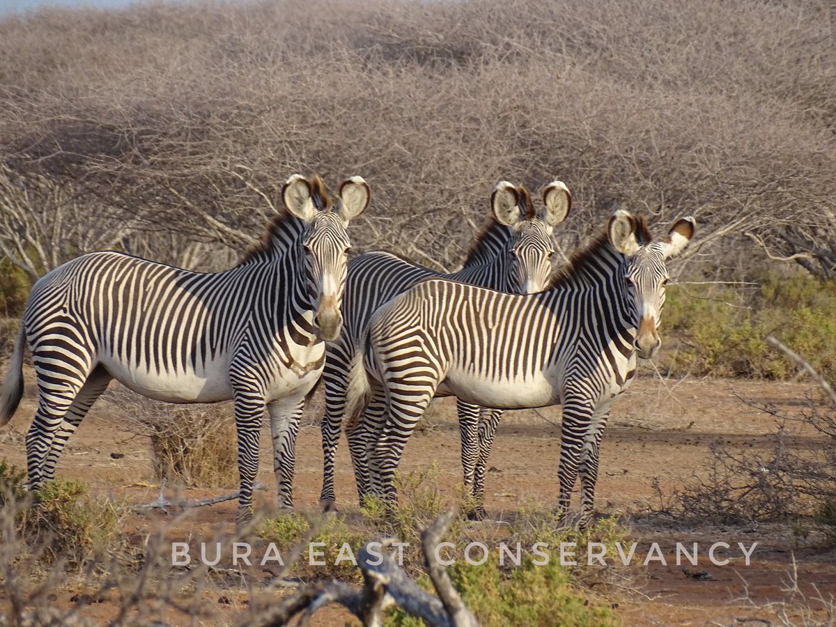 1/2. A dazzle of Curious Grevy's Zebra checking out the humans in distance . Grevy's Zebra can be only found in the dry areas of Northern Kenya especially Bura East of Garissa County. There are less than 2500 of them left in the World Today.