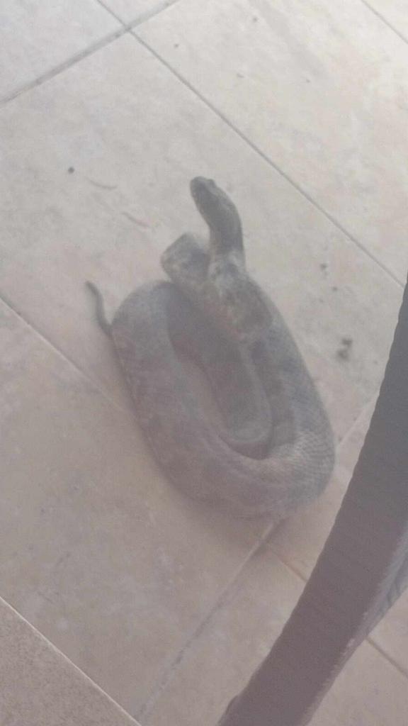 AwesomelyRight's tweet image. Just found this angry little fella in the garden  out with the #PoolNet #GardenRake and he's been safely relocated  🐍 #SnakesInCyprus