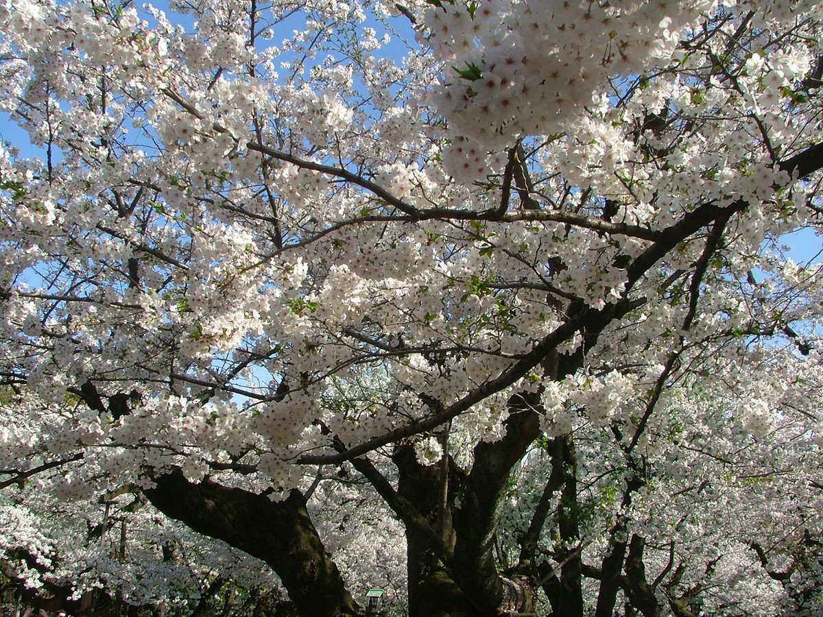 ssc_help's tweet photo. 千鳥ヶ淵で桜を見た後は、靖国神社の満開の桜🌸を見て来ました。
靖国神社も大混雑でした。
千鳥ヶ淵の桜より、こちらの桜の花付きが良いです。初めてでしたが綺麗で良かったです。 https://t.co/TAbCOA9qEN
