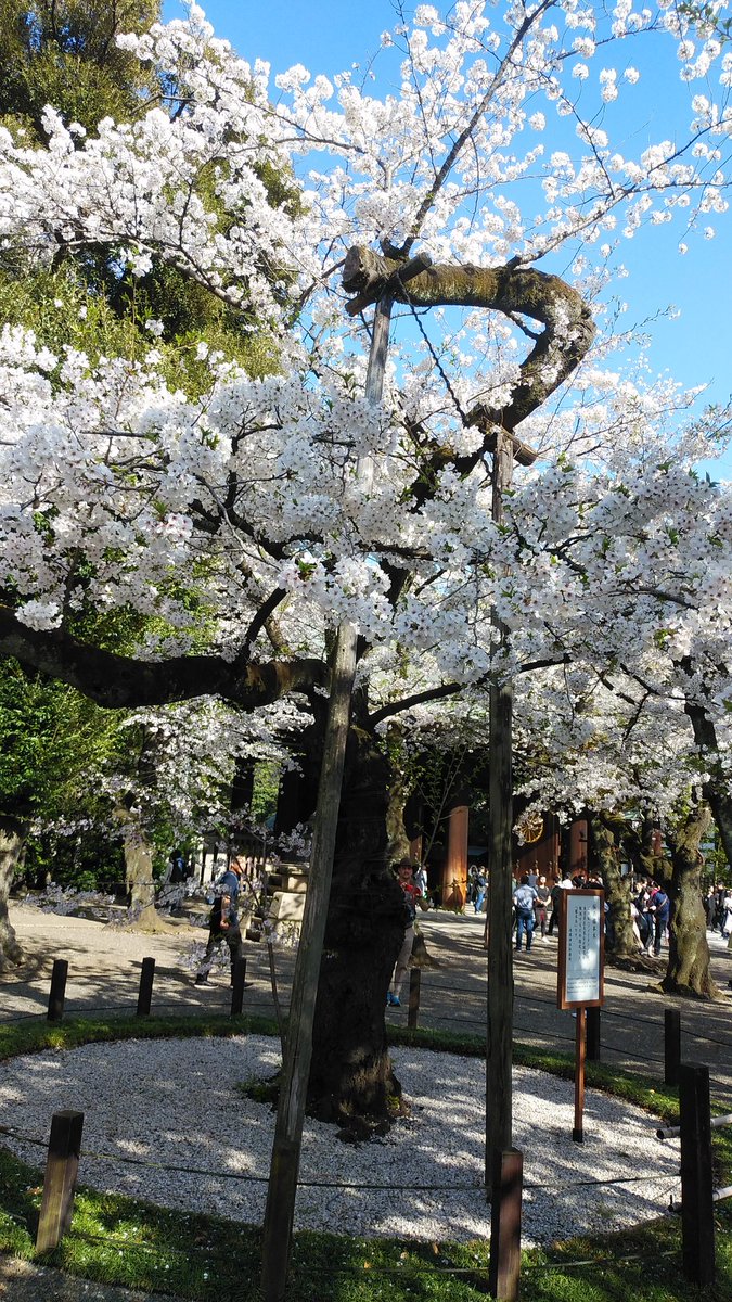 ssc_help's tweet photo. 千鳥ヶ淵で桜を見た後は、靖国神社の満開の桜🌸を見て来ました。
靖国神社も大混雑でした。
千鳥ヶ淵の桜より、こちらの桜の花付きが良いです。初めてでしたが綺麗で良かったです。 https://t.co/TAbCOA9qEN