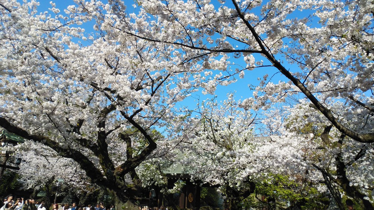 ssc_help's tweet photo. 千鳥ヶ淵で桜を見た後は、靖国神社の満開の桜🌸を見て来ました。
靖国神社も大混雑でした。
千鳥ヶ淵の桜より、こちらの桜の花付きが良いです。初めてでしたが綺麗で良かったです。 https://t.co/TAbCOA9qEN