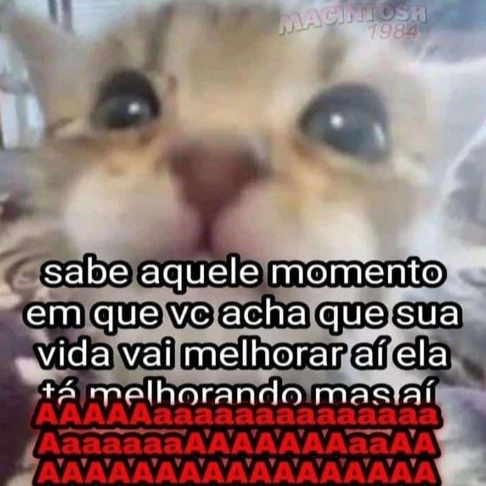 perfil dedicado a gatinhos e peitos (@odeiootaco) on Twitter photo 