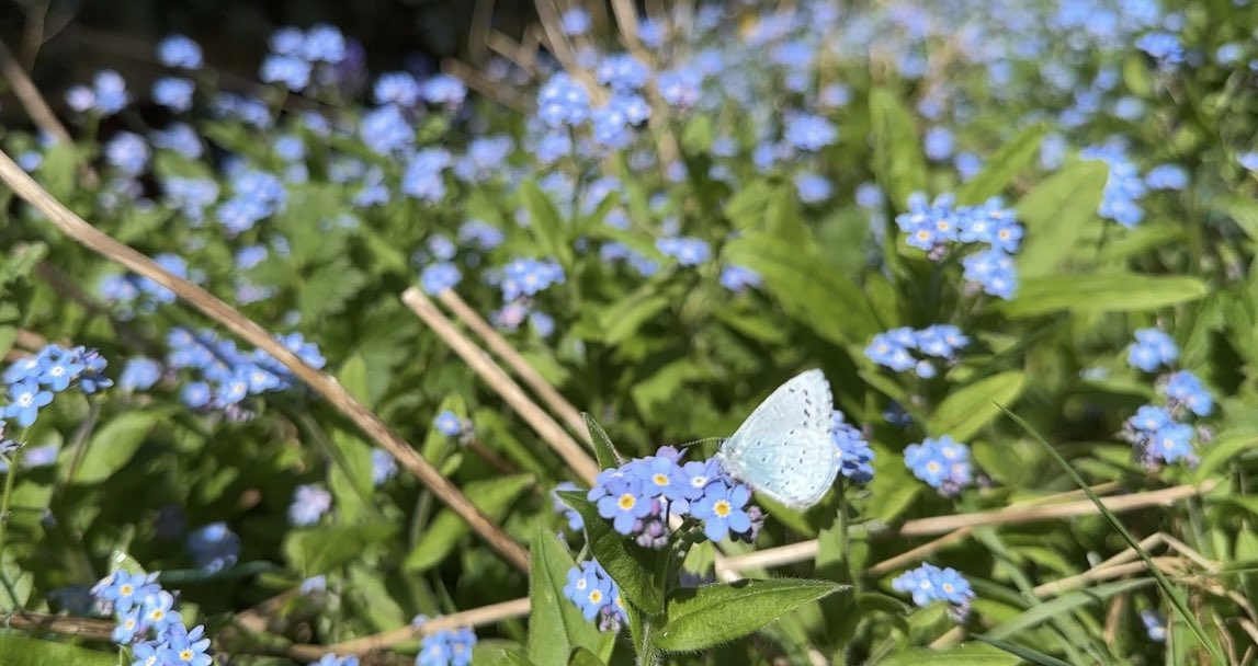 In our garden both Holly Blue and Small Tortoiseshell graced our Forget-Me-Nots here in a sunny and blustery Colchester. Both FFY. Plus a nocturnal Hedgehog on camera trap. And sun bathing Slow Worm. And a presumed Pipistrelle sp emerging from our broken porch tiles in eve.