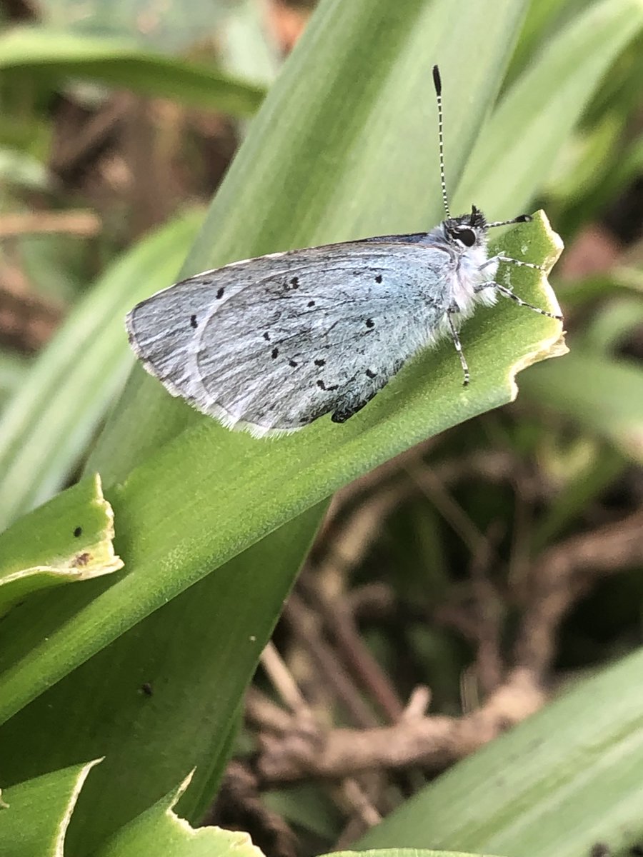 Holly Blue today ⁦@LWTWildNews⁩