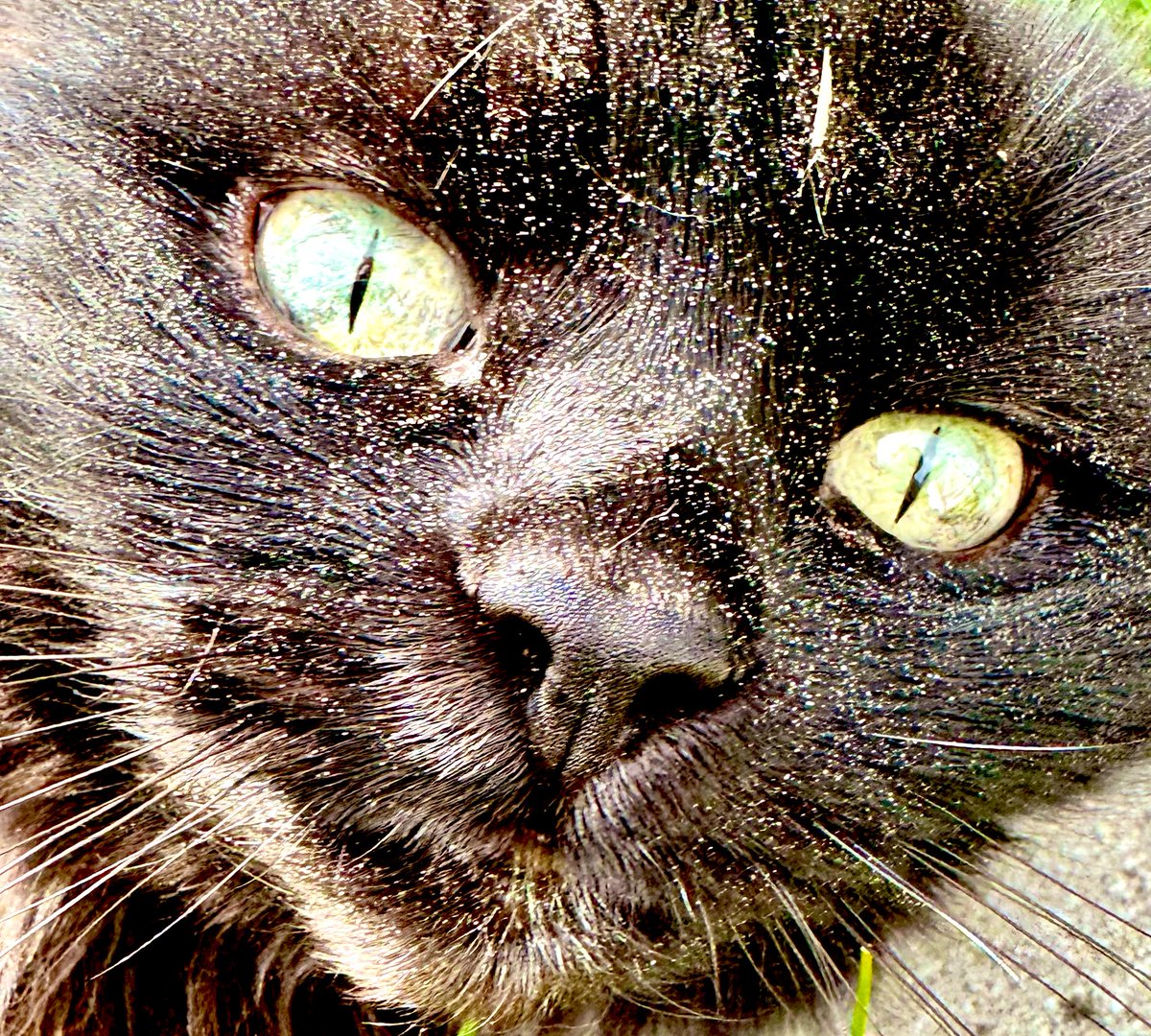 I didn't roll in the sand. Really, Mum. I know I'm not allowed to do that. Really, you can believe me. #cats #catsoftwitter #catsofx