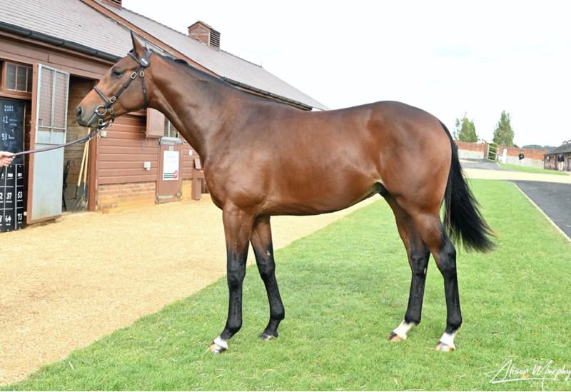 𝗗𝗔𝗟𝗟𝗔𝗦 𝗦𝗧𝗔𝗥 becomes the first group winner for his sire, Cloth Of Stars He lands the 𝗚𝟯 Ballysax Stakes for Adrian Murray and Amo Racing Sold for just 50,000Gns as a yearling