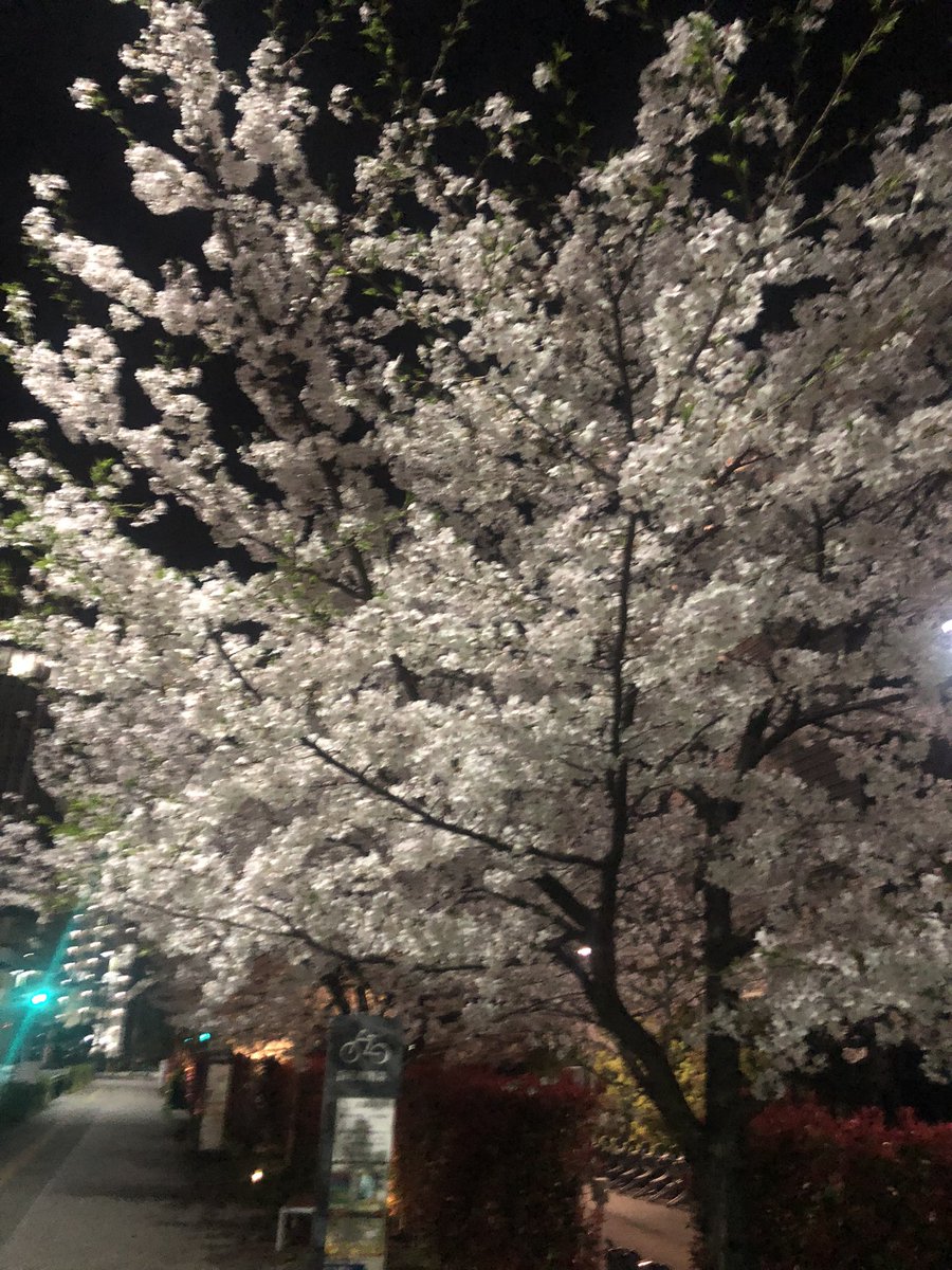 @shikune_uni 夜桜を