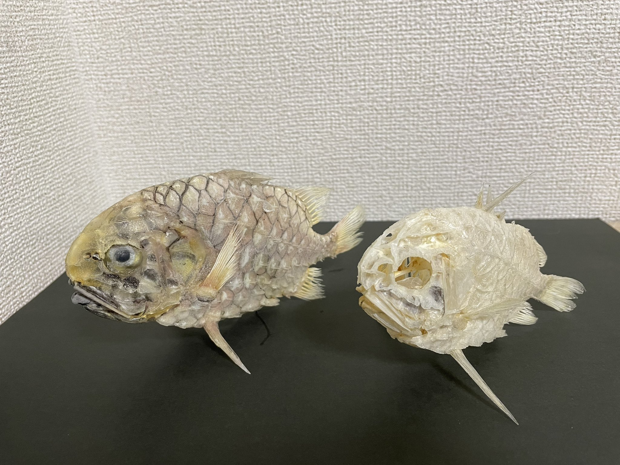 マツカサウオ　標本 いのししの人 on X: 
