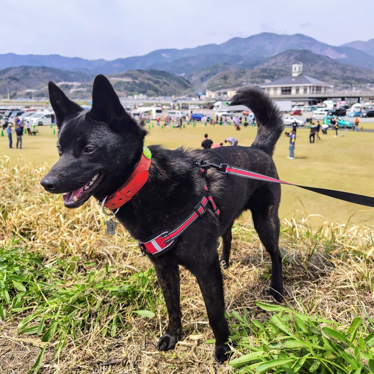 行ってきました、展覧会。甲斐犬がいっぱいー。落ち着かないジロくん。同じ犬舎のお姉ちゃんにも偶然会えました☺️