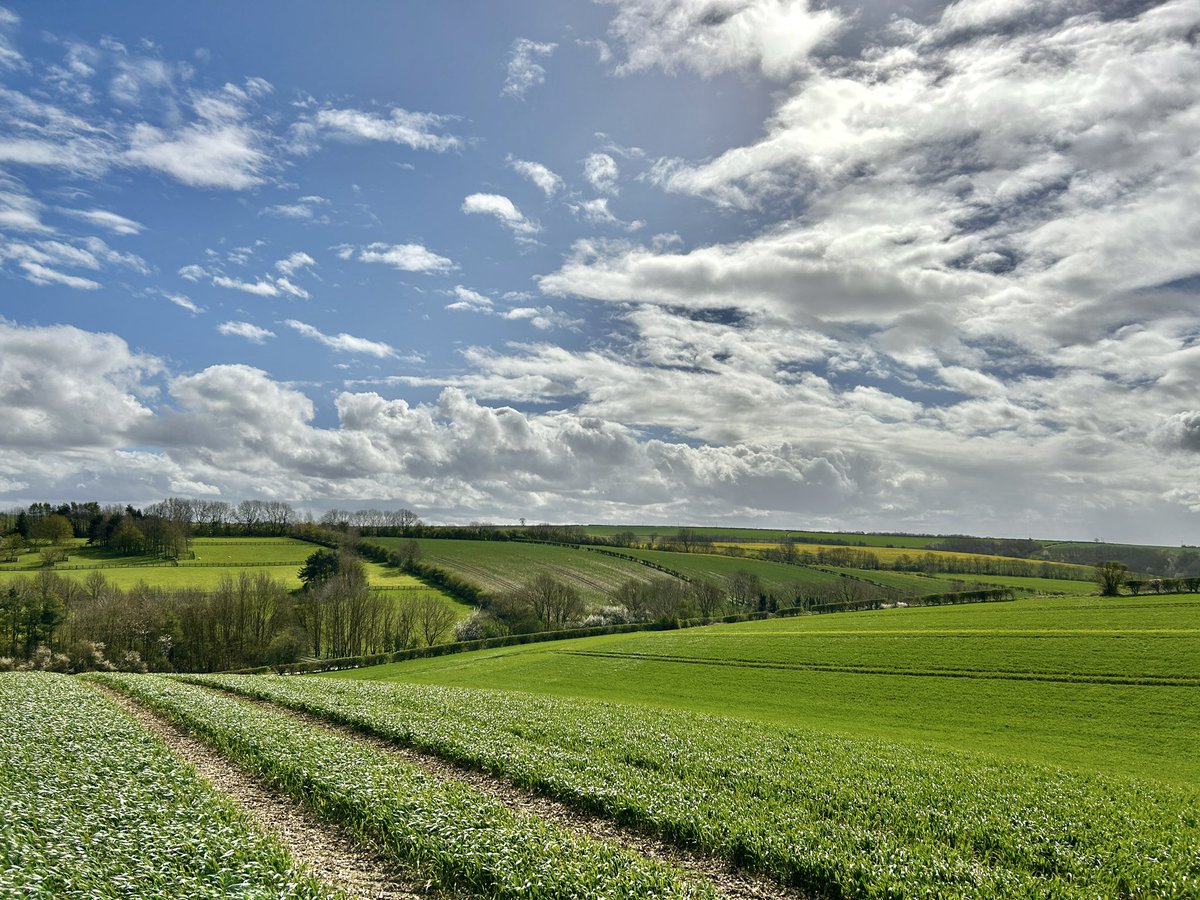 A Brisk Wind Across The Wheat Fields. 15°C . Mice hiding