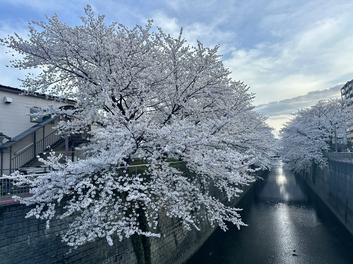 今日は練馬高野台で練習でした😊

帰り道に見た石神井川の桜並木がとっても綺麗で、思わず練習で吹けなかったことをすっかり忘れてすっきり綺麗な心になるところでした。（桜はめちゃくちゃ綺麗でした🌸

#吹奏楽 #楽器 #石神井川 #桜