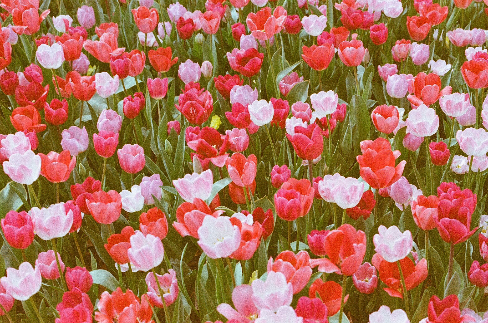 tulips on expired film