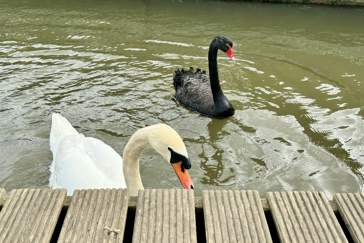 I’ve seen black swans in Dawlish before but never on the Thames. This one looks like it could do with a bit of fattening up compared to his/her friend! Today at Shepperton Lock #blackswan