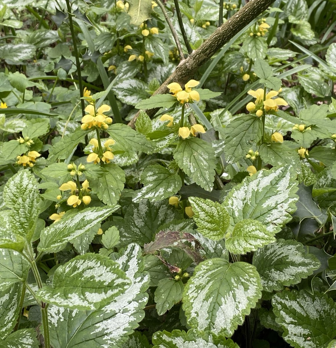 MarianneBevis's tweet photo. And all at once, spring has sprung #PinkneysGreen #Bluebell #Cowslip #YellowArchangel #GreenAlkanet https://t.co/wPTvNYL5ZM