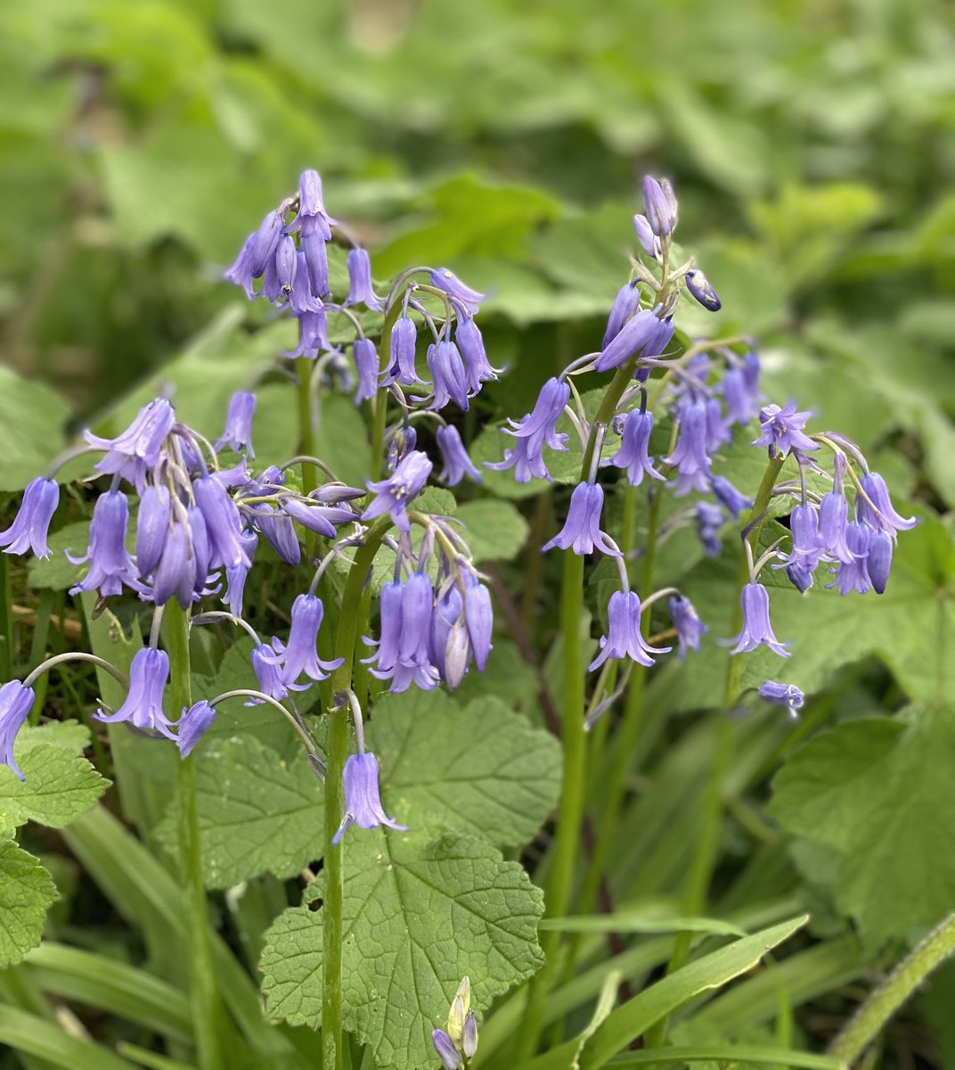 MarianneBevis's tweet photo. And all at once, spring has sprung #PinkneysGreen #Bluebell #Cowslip #YellowArchangel #GreenAlkanet https://t.co/wPTvNYL5ZM