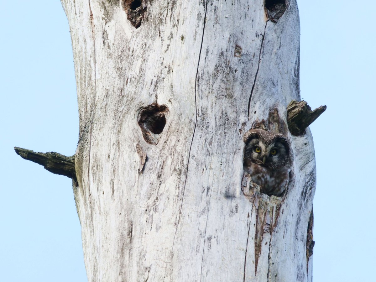 Tengmalm's Owls are starting to occupy the nestholes in Białowieża Forest.