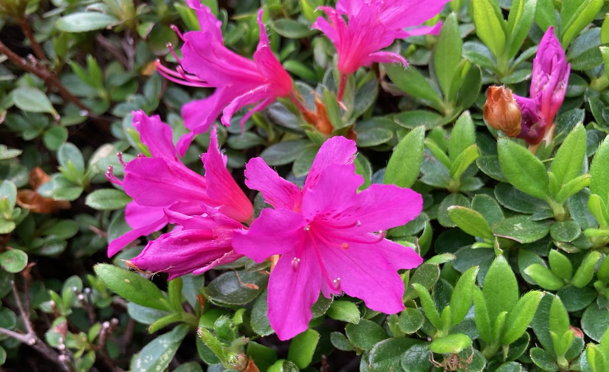 4月8日（月）週初め🌷灌仏会・花祭り
参考書の日 芝の日 タイヤの日 白肌の日 貝の日 ヴィーナスの日 忠犬ハチ公の日 炭酸水の日 出発の日 世界ロマの日 指圧の日 折り紙供養の日 おからの日 高級食パン文化の日 春の全国交通安全運動 薬師縁日 Get Wildの日
⚡真夜中の必殺早業仕事人は 今夜お休み⚡