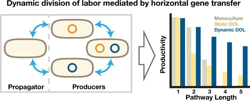 Our #WeekendReading suggestion for you today comes from Hamrick et al.: Programming Dynamic Division of Labor Using Horizontal Gene Transfer ➡️ go.acs.org/8N4 Great work! (@DukeBiodesign)
