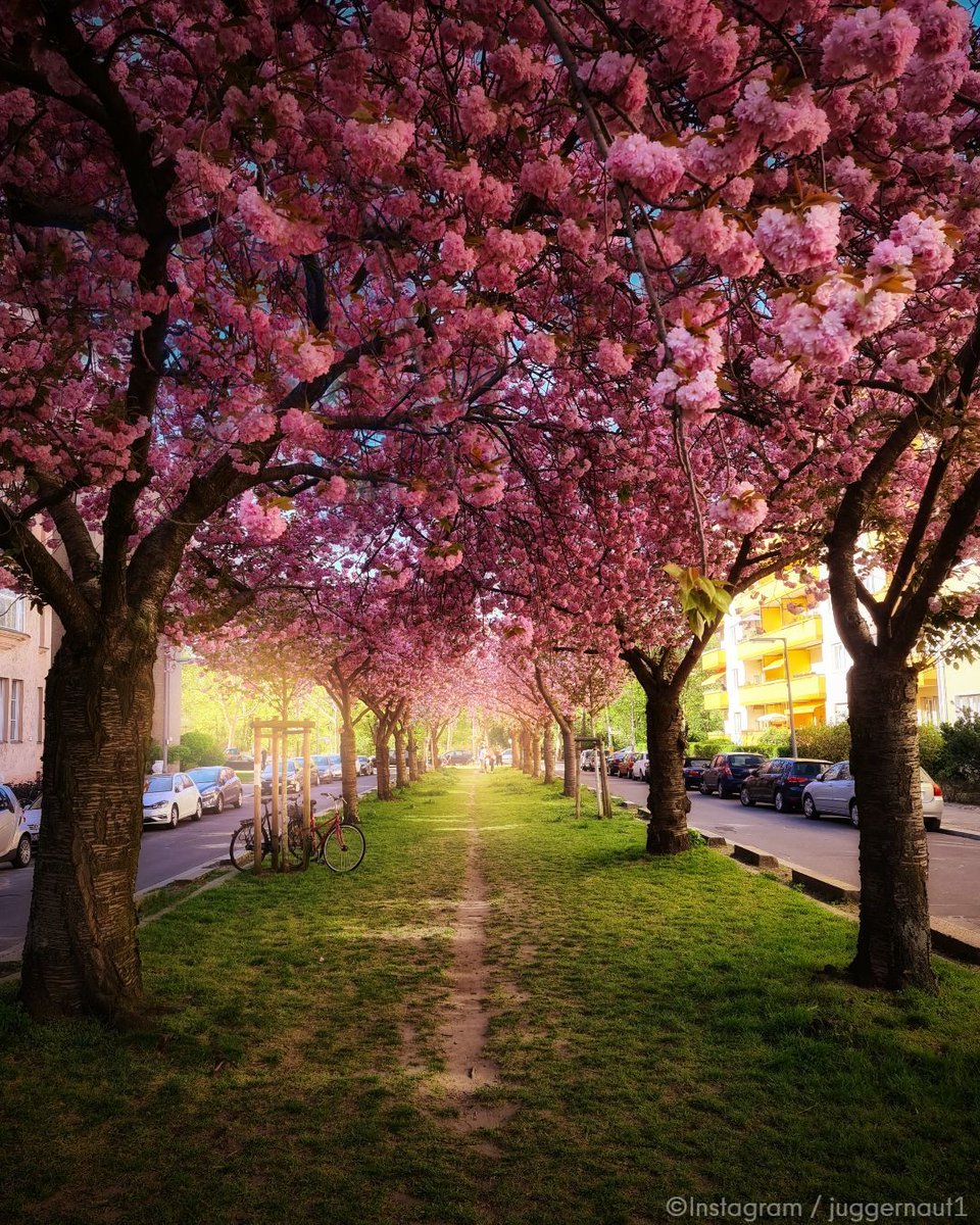 We are totally in love with cherry blossoms in #Berlin 😍 🌸 💗

📷 Instagram / 1 ctall 2 antnascimento 3 spiegelbild.momente_fotografie 4 juggernaut1 

#visitberlin #berlinblossom