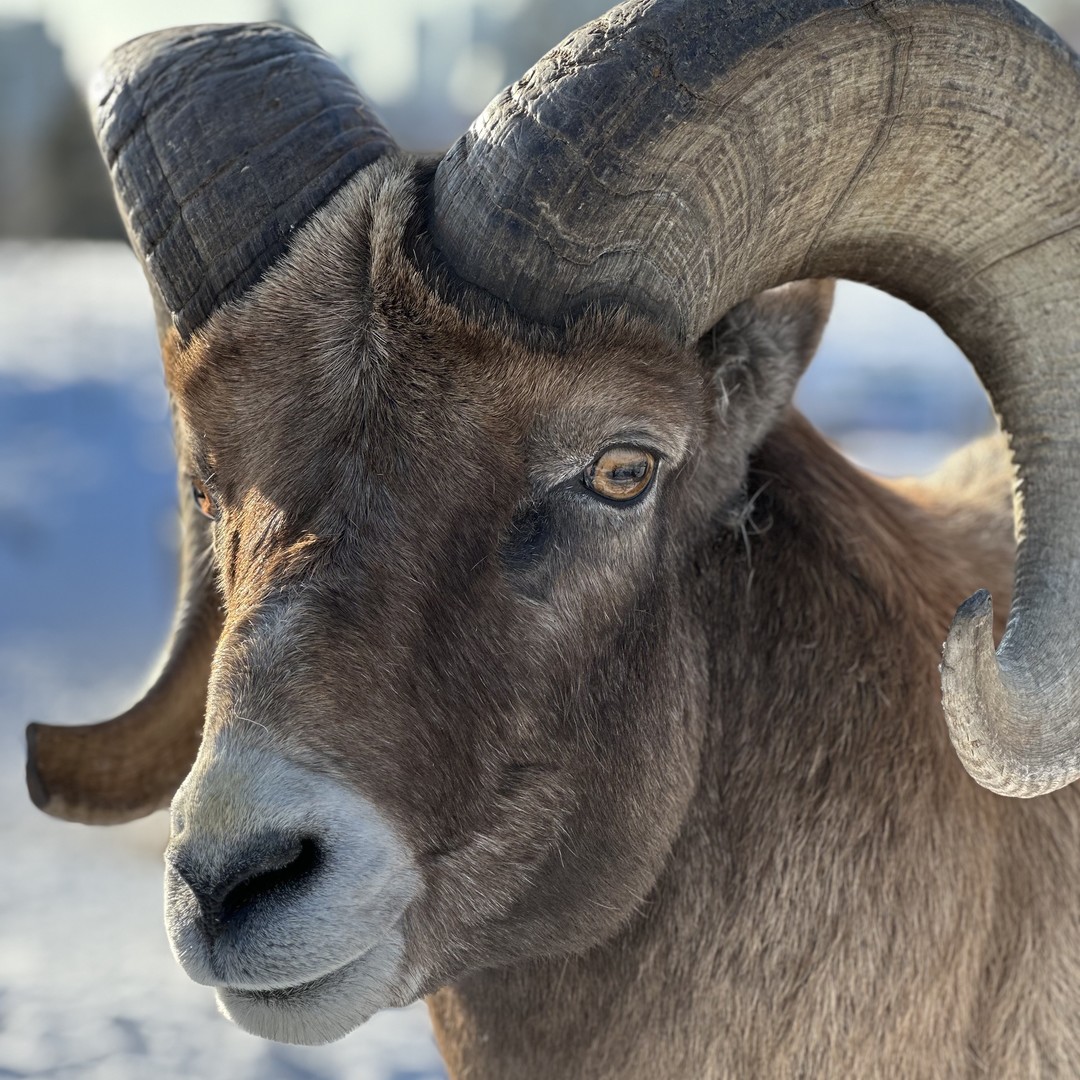 calgaryzoo's tweet photo. This week is the perfect week to visit #WildCanadaYYC – it's #CanadianWildlifeWeek! 🍁
We’re proud to celebrate Canada’s natural wonders, which include many beautiful animals and plants. 💙
Be sure to visit Wild Canada to admire our country's most iconic species!
#YourZooYYC https://t.co/8NihKgZbbt