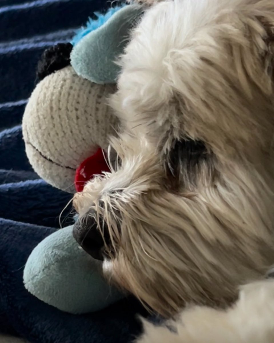 HarriganCath's tweet photo. #AlphabetChallenge #WeekN
N is for Charlee napping w/her favorite toy, Lambchop. https://t.co/XdYKQoZNNq