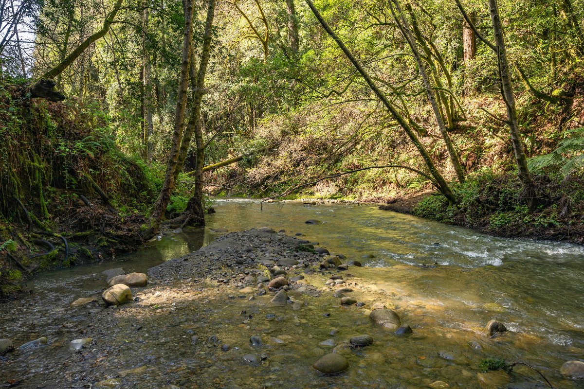 #SnapshotSunday Escape to the Forest of Nisene Marks SP near Santa Cruz—a testament to nature's resilience. Explore trails, picnic by Aptos Creek, & cherish this sanctuary. Named after Nisene Marks, it's a reminder of our duty to preserve its beauty. bit.ly/43h9wnR