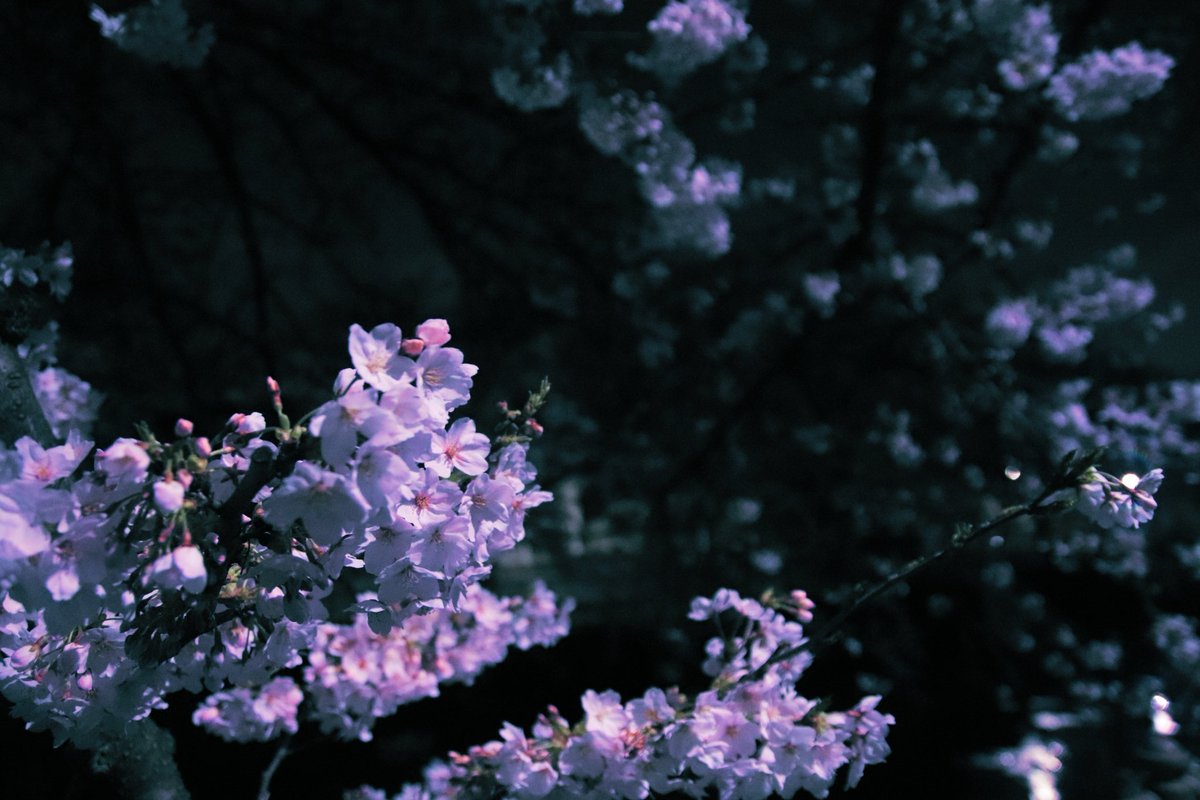 Snakenthalpy's tweet photo. 🌸 https://t.co/t93RiB2hIJ