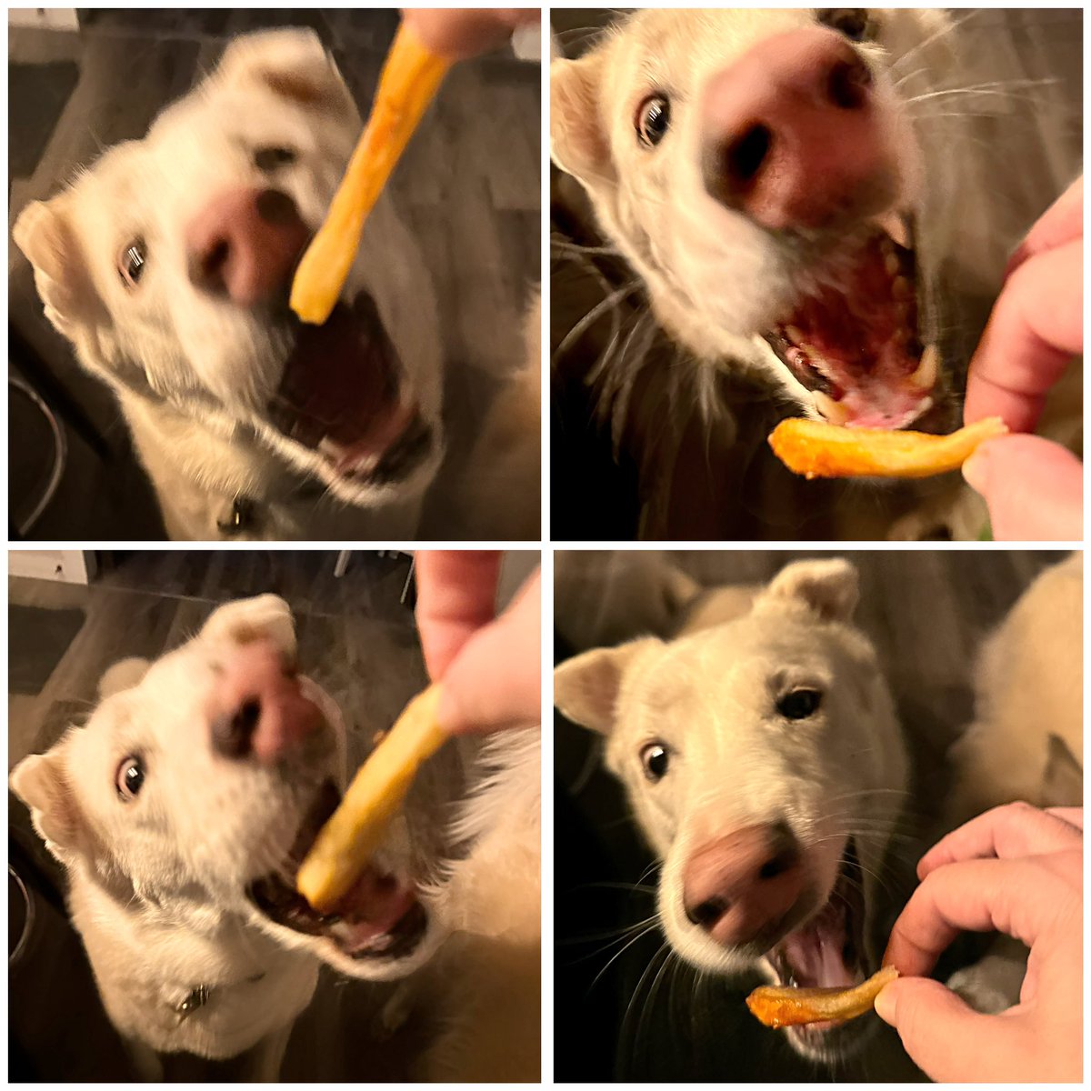 Mom n dad didn’t get steaks last night buuuut they brought home frenchy fries! Mom couldn’t get good photos but she thinks the blurriness conveys the speed at which I snatched dem! (Gently, of course) 🤣🍟 #yum #funnyface #dogsofX #Sunday