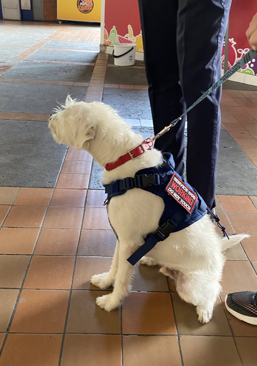 marcemonge's tweet image. Maxwell es el perro de servicio médico de mi hermana, entrenado y certificado para cuidarla. En @almacenesexito de La Flora personal de seguridad no lo dejó entrar porque entre otros, le exigen boza  aunque no es raza peligrosa y debe  oler, ladrar y usar su boca para asistirla.b