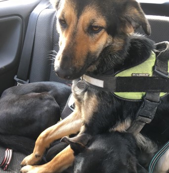 #LOST #DOG ROUTE MISSING WITH TAFRA Young Adult #Male #Crossbreed Black #Neutered #Missing from #Lanivery #Bodmin #PL30 South West Sunday 7th April 2024 #DogLostUK #Lostdog #ScanMe doglost.co.uk/dog/191483