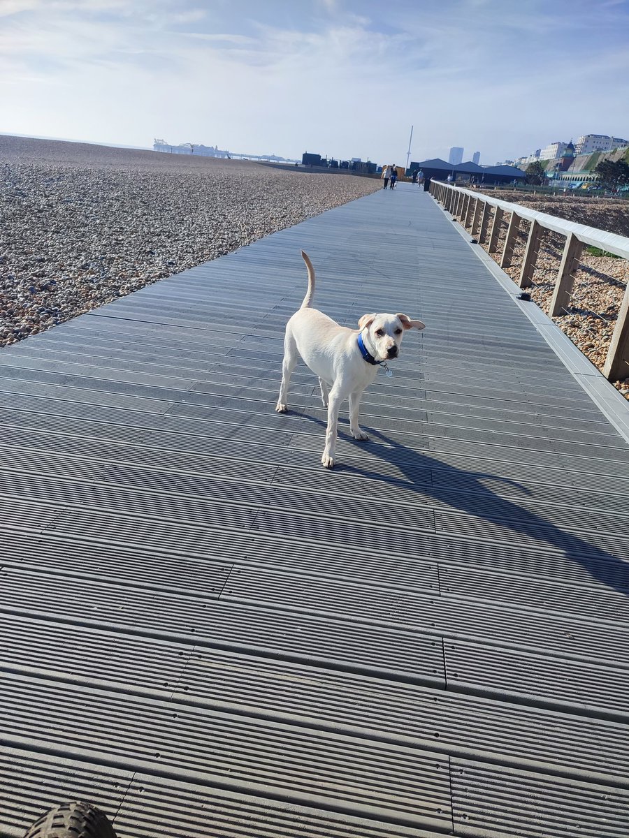 Spent 2 hours with Barney watching the marathon and on the seafront this afternoon... He is learning that loud noises and crowds are not so scary.