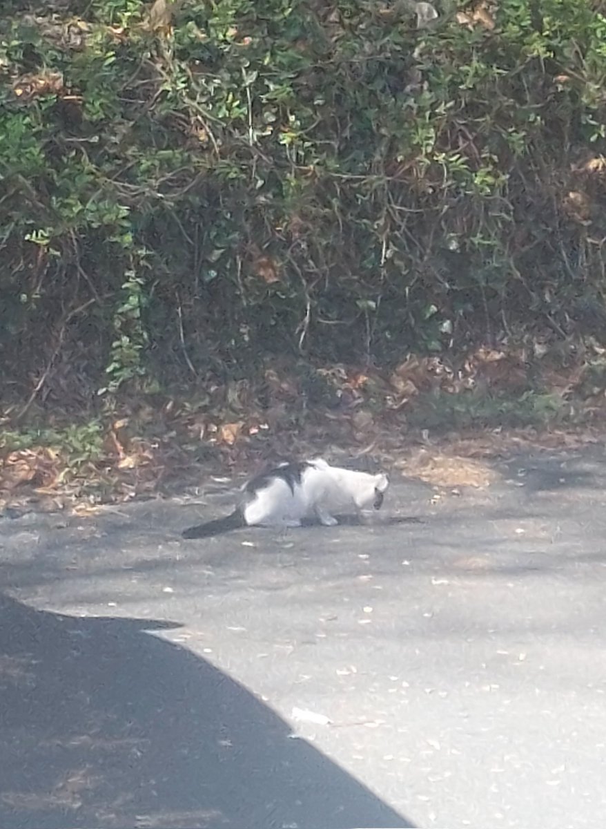 Hey #Charlottesville, is this your kitty? I gave her a snack. #LostCats #FoundCats #LostPets #FoundPets