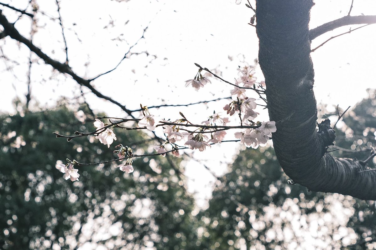 桜の木って、花を咲かせる期間があまりにも短くて。「普段は目立つことなく、巡る季節ごとに姿を変えながらも、春が来ることだけを待ちわびてきた」と思わせる、儚げな存在だからこそ、咲いて散るまでの美しさを追いかけたくなる。